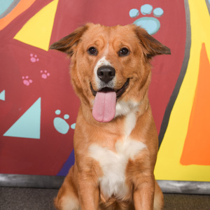 Fundraising Page: Wendy Bell